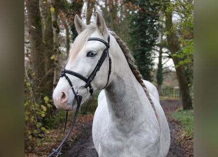 Andaluces, Caballo castrado, 5 años, 158 cm, Tordo rodado