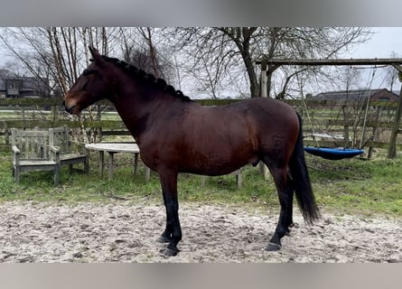 Andaluces, Caballo castrado, 5 años, 159 cm, Castaño oscuro