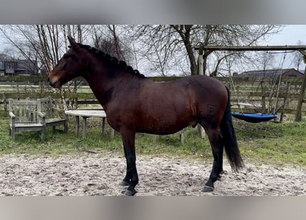 Andaluces, Caballo castrado, 5 años, 159 cm, Castaño oscuro