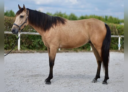 Andaluces, Caballo castrado, 5 años, 160 cm, Bayo