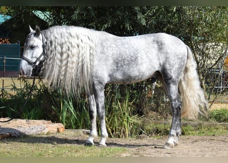 Andaluces, Caballo castrado, 5 años, 160 cm, Tordo