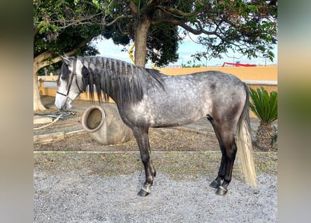 Andaluces, Caballo castrado, 5 años, 160 cm, Tordo rodado