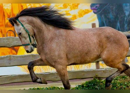 Andaluces, Caballo castrado, 5 años, 160 cm, Tordo ruano