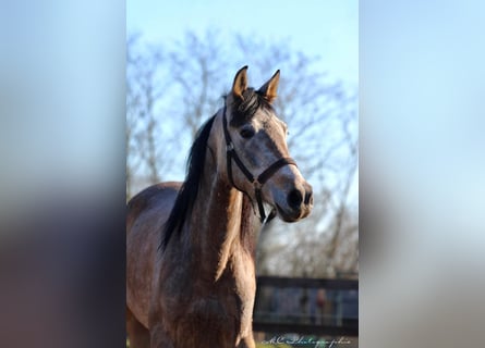 Andaluces, Caballo castrado, 5 años, 160 cm, Tordo ruano