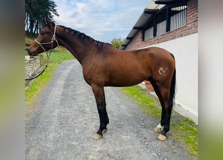 Andaluces, Caballo castrado, 5 años, 161 cm, Castaño