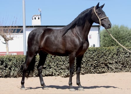 Andaluces, Caballo castrado, 5 años, 161 cm, Negro