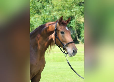 Andaluces, Caballo castrado, 5 años, 162 cm, Alazán