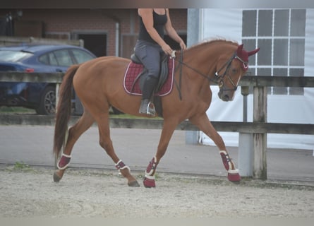 Andaluces, Caballo castrado, 5 años, 162 cm, Alazán