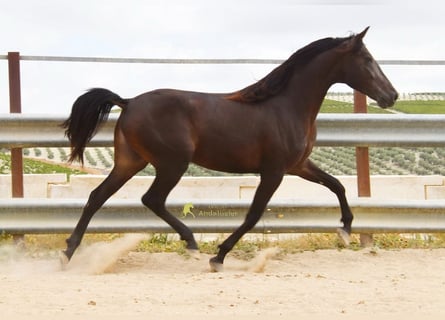 Andaluces, Caballo castrado, 5 años, 163 cm, Bayo