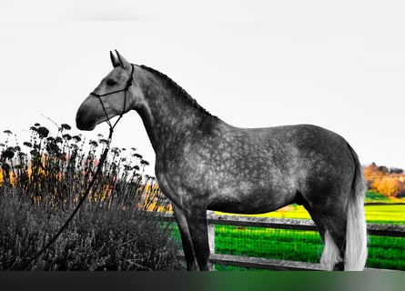 Andaluces, Caballo castrado, 5 años, 164 cm, Tordo