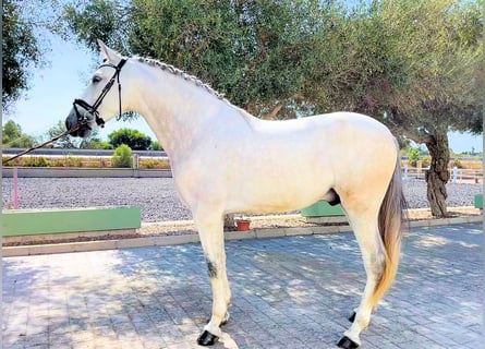 Andaluces, Caballo castrado, 5 años, 165 cm, Tordo