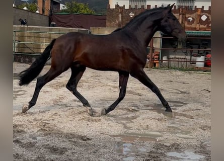 Andaluces, Caballo castrado, 5 años, 166 cm, Castaño