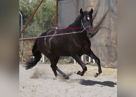 Andaluces, Caballo castrado, 5 años, 166 cm, Negro