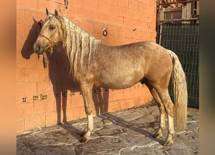 Andaluces Mestizo, Caballo castrado, 6 años, 140 cm, Palomino
