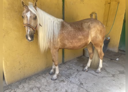 Andaluces Mestizo, Caballo castrado, 6 años, 140 cm, Palomino