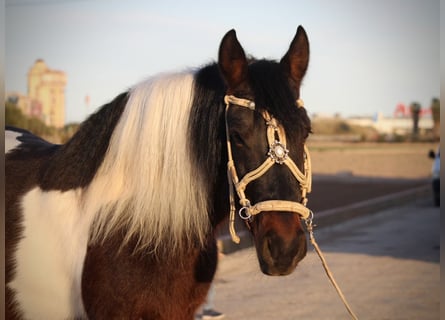 Andaluces Mestizo, Caballo castrado, 6 años, 148 cm, Pío