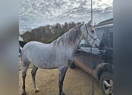 Andaluces, Caballo castrado, 6 años, 150 cm, Tordo rodado