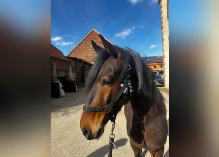 Andaluces, Caballo castrado, 6 años, 154 cm, Castaño oscuro