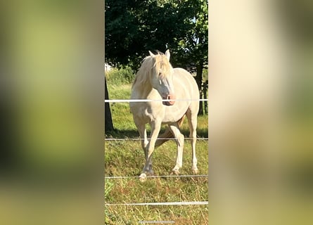 Andaluces Mestizo, Caballo castrado, 6 años, 154 cm, Cremello