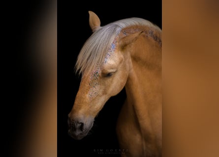 Andaluces Mestizo, Caballo castrado, 6 años, 155 cm, Palomino