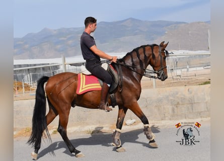 Andaluces, Caballo castrado, 6 años, 157 cm, Castaño