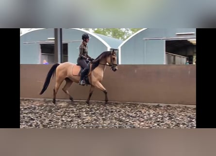 Andaluces Mestizo, Caballo castrado, 6 años, 160 cm, Bayo