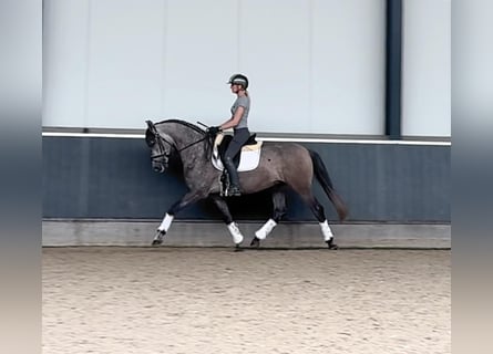 Andaluces, Caballo castrado, 6 años, 160 cm, Tordo