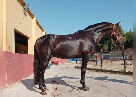 Andaluces, Caballo castrado, 6 años, 162 cm, Morcillo