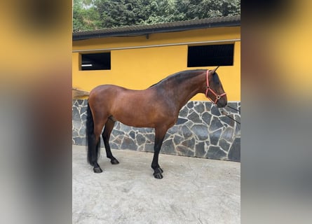 Andaluces, Caballo castrado, 6 años, 165 cm, Castaño