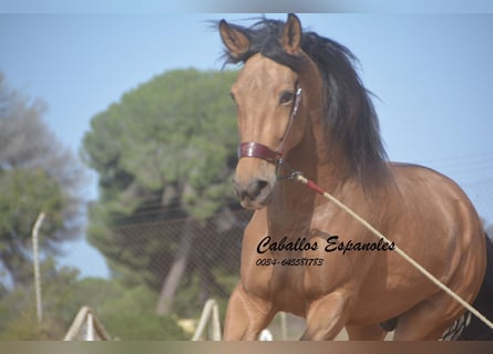 Andaluces, Caballo castrado, 6 años, 167 cm, Bayo