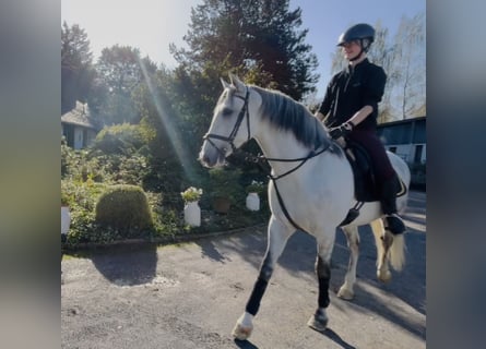 Andaluces, Caballo castrado, 6 años, 167 cm, Tordo rodado