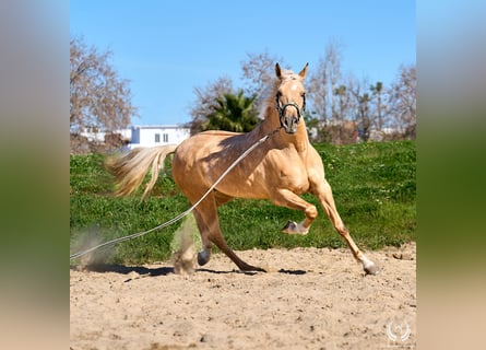 Andaluces Mestizo, Caballo castrado, 6 años