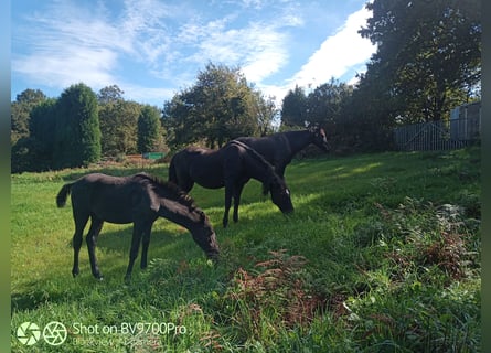 Andaluces, Caballo castrado, 6 años, Negro