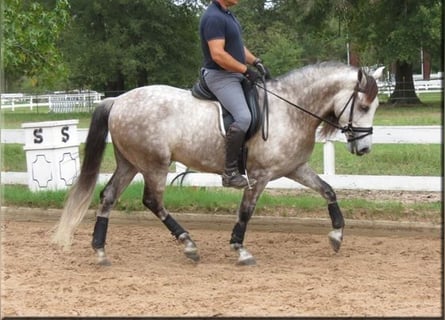 Andaluces, Caballo castrado, 6 años, Tordo