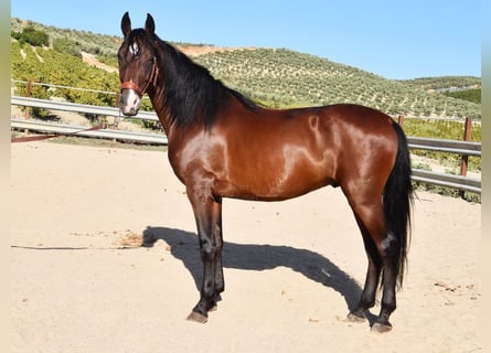 Andaluces, Caballo castrado, 7 años, 155 cm, Castaño