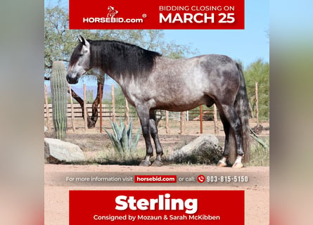 Andaluces Mestizo, Caballo castrado, 7 años, 155 cm, Tordo