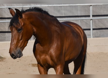 Andaluces, Caballo castrado, 7 años, 157 cm, Castaño