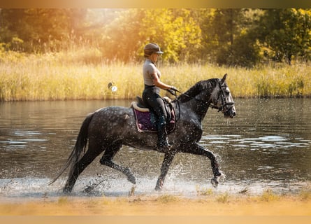 Andaluces, Caballo castrado, 7 años, 164 cm, Tordo