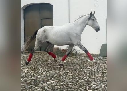 Andaluces, Caballo castrado, 7 años, 165 cm, Tordo