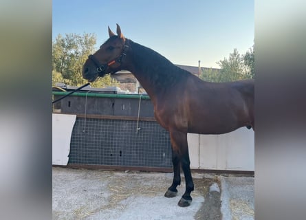 Andaluces, Caballo castrado, 7 años, 168 cm, Castaño rojizo