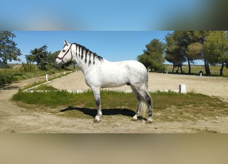 Andaluces, Caballo castrado, 7 años, 168 cm, Tordo