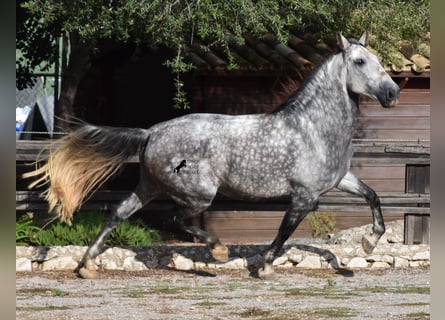 Andaluces, Caballo castrado, 7 años, 177 cm, Tordo