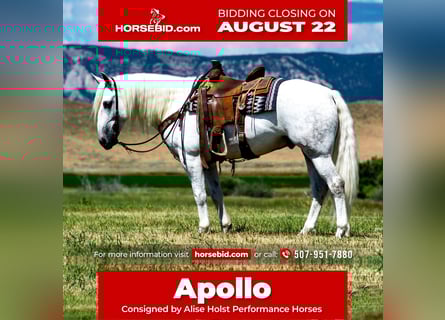 Andaluces Mestizo, Caballo castrado, 8 años, 152 cm, Tordo