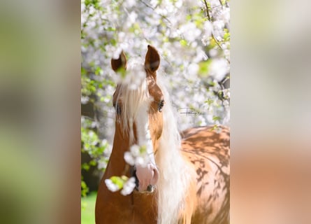 Andaluces, Caballo castrado, 8 años, 154 cm, Palomino