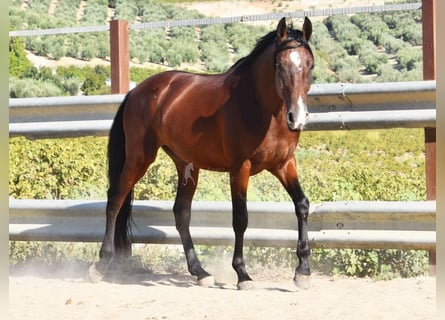 Andaluces, Caballo castrado, 8 años, 155 cm, Castaño