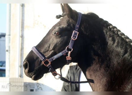 Andaluces Mestizo, Caballo castrado, 8 años, 155 cm, Negro