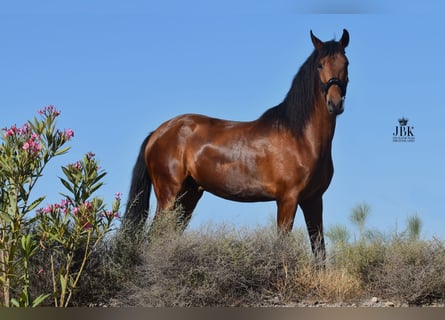Andaluces, Caballo castrado, 8 años, 157 cm, Castaño