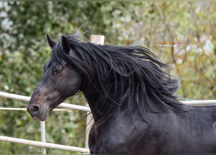 Andaluces, Caballo castrado, 8 años, 157 cm, Negro