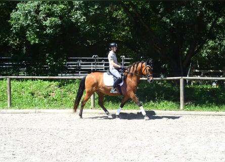 Andaluces, Caballo castrado, 8 años, 163 cm, Castaño
