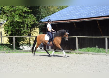 Andaluces, Caballo castrado, 8 años, 163 cm, Castaño